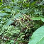 Sambucus racemosa Fruit