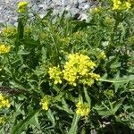 Sisymbrium austriacum Otro