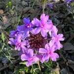 Verbena canadensis Blomst