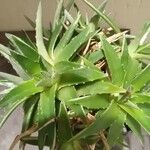 Dyckia brevifolia Лист