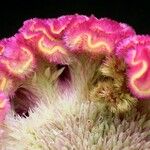 Celosia cristata Květ