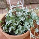 Dichondra argentea Φύλλο