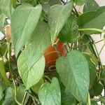 Epipremnum aureum Hoja