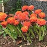 Scadoxus puniceus Habitatea