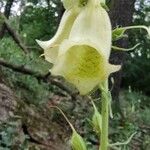 Digitalis grandifloraBlomst