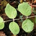 Lonicera xylosteum Leaf