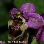 Ophrys × peltieri