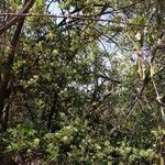 Boscia mossambicensis Hábito