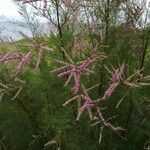 Tamarix ramosissima Λουλούδι