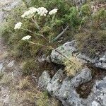 Seseli gummiferum 形態