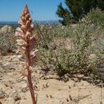 Orobanche artemisiae-campestris Агульны выгляд