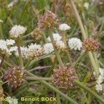 Oenanthe globulosa Buveinė