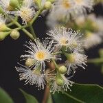 Syzygium × intermedium Flor