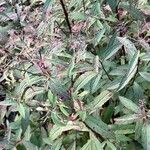 Spiraea cantoniensis Blüte