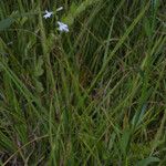 Lobelia spicata Staniste