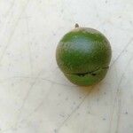Diospyros maritima Fruto