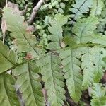 Dryopteris cristata Yaprak