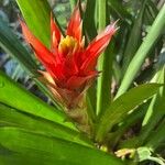 Guzmania lingulata Flower