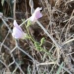 Antirrhinum barrelieri Hoja