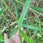 Scleria gaertneri Blatt