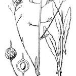 Neslia paniculata Sonstige