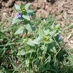 Lysimachia foemina ᱛᱟᱦᱮᱸ