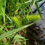 Carex lurida Frucht