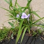 Tradescantia virginiana Habitus