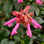 Salvia involucrata Flor