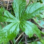 Astrantia major Blatt