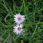 Crepis rubra Fleur