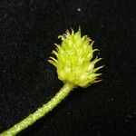 Ranunculus adoxifolius موطن