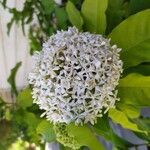 Ixora finlaysoniana Flower