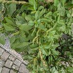 Amaranthus blitum Habit