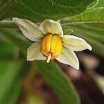 Solanum pseudocapsicum Flower