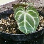 Anthurium crystallinum List