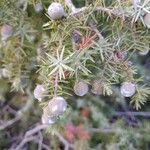 Juniperus communis Fruto