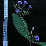 Echinacanthus attenuatus Hábito