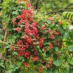 Tropaeolum speciosum Flors