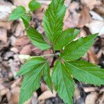 Cardamine enneaphyllos Leaf