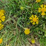 Helenium amarum Kvet