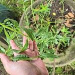 Oenothera lindheimeri Leaf