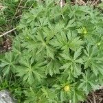 Trollius asiaticus Leaf