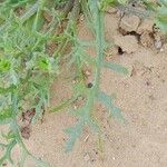 Senecio glaucus Leaf