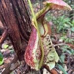 Nepenthes mirabilisVirág