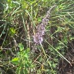 Orthosiphon rubicundus Blomst