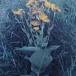 Inula helenium Хабит