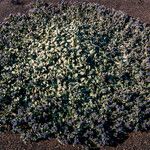 Mertensia maritima Συνήθη χαρακτηριστικά