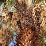 Sabal palmetto Ліст