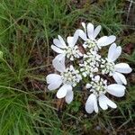 Orlaya grandiflora Flower